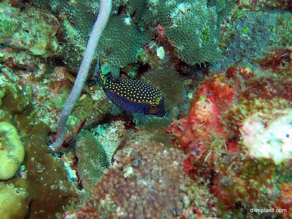 Spotted Boxfish at Bida Nok diving with Zeavola Resort Diving. Scuba holiday travel planning for Ko Phi Phi Thailand - where, who and how