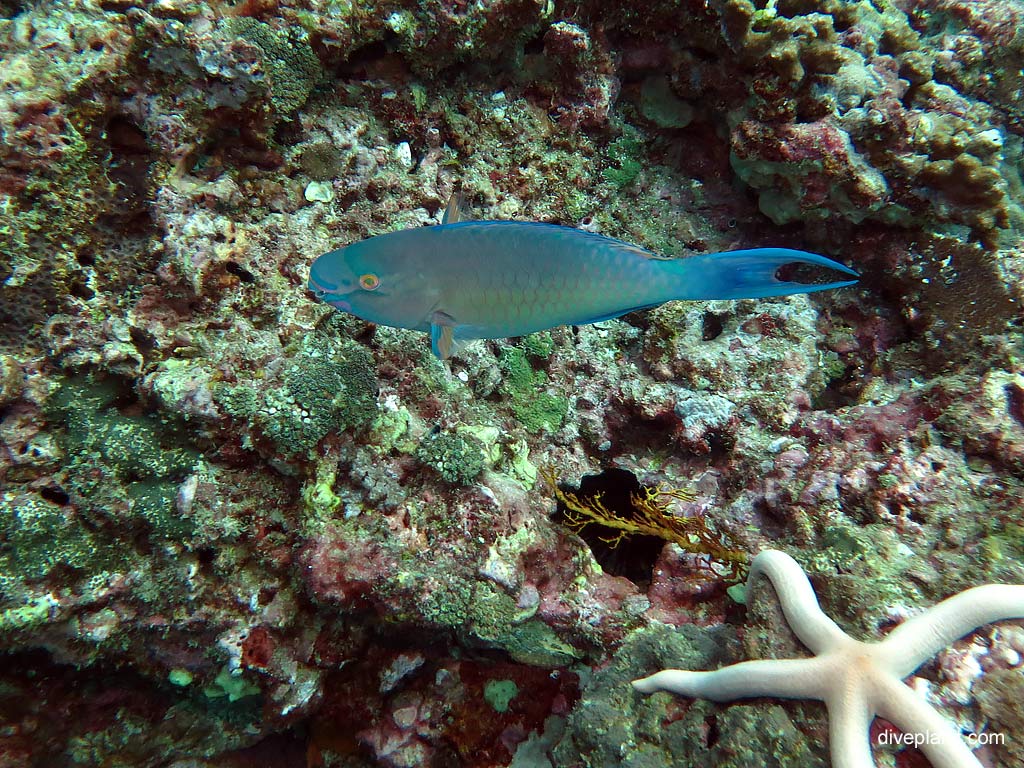 5308-Red-lipped-parrotfish-at-Bida-Nok-diving-Koh-Phi-Phi-DPI-5308