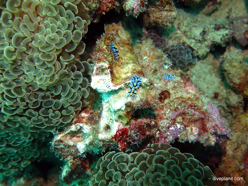 Three nudis - an aggregation at Maya Point diving with Zeavola Resort Diving. Scuba holiday travel planning for Ko Phi Phi Thailand - where, who and how