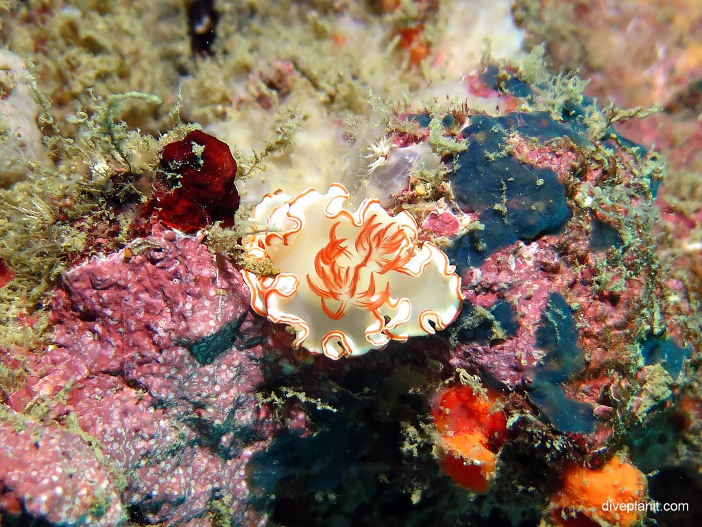 Dorid nudibranch Avens Glossodoris at Maya Point diving with Zeavola Resort Diving. Scuba holiday travel planning for Ko Phi Phi Thailand - where, who and how