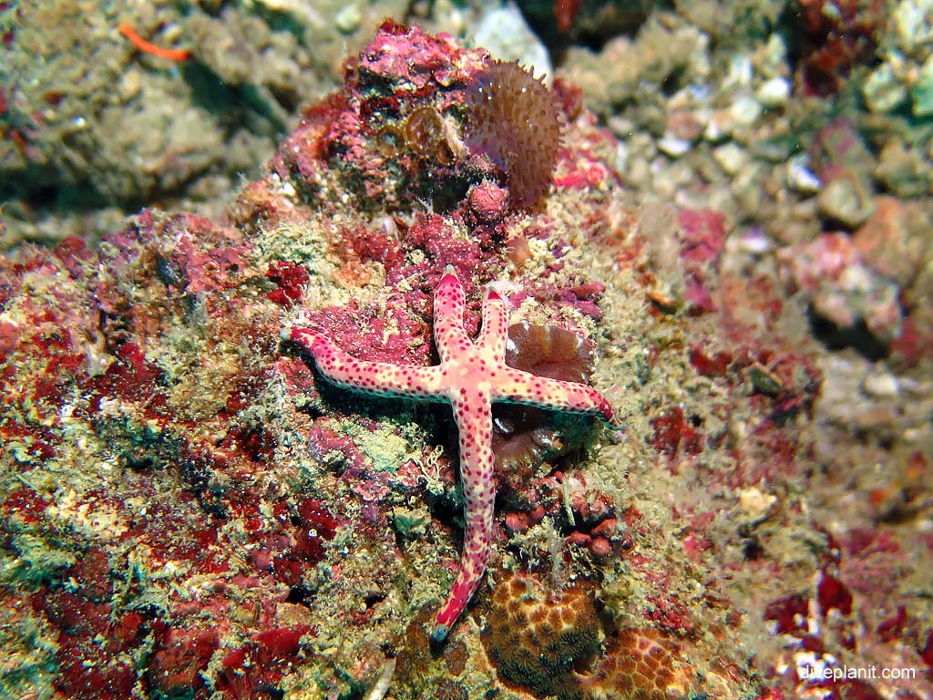 Multipore seastar at Maya Point diving with Zeavola Resort Diving. Scuba holiday travel planning for Ko Phi Phi Thailand - where, who and how