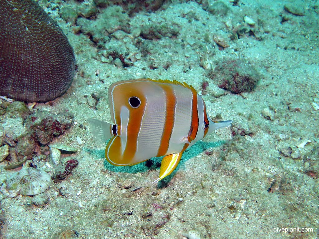 Long beaked coralfish at Maya Point diving with Zeavola Resort Diving. Scuba holiday travel planning for Ko Phi Phi Thailand - where, who and how