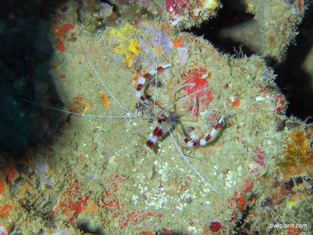 Banded coral shrimp at Maya Point diving with Zeavola Resort Diving. Scuba holiday travel planning for Ko Phi Phi Thailand - where, who and how