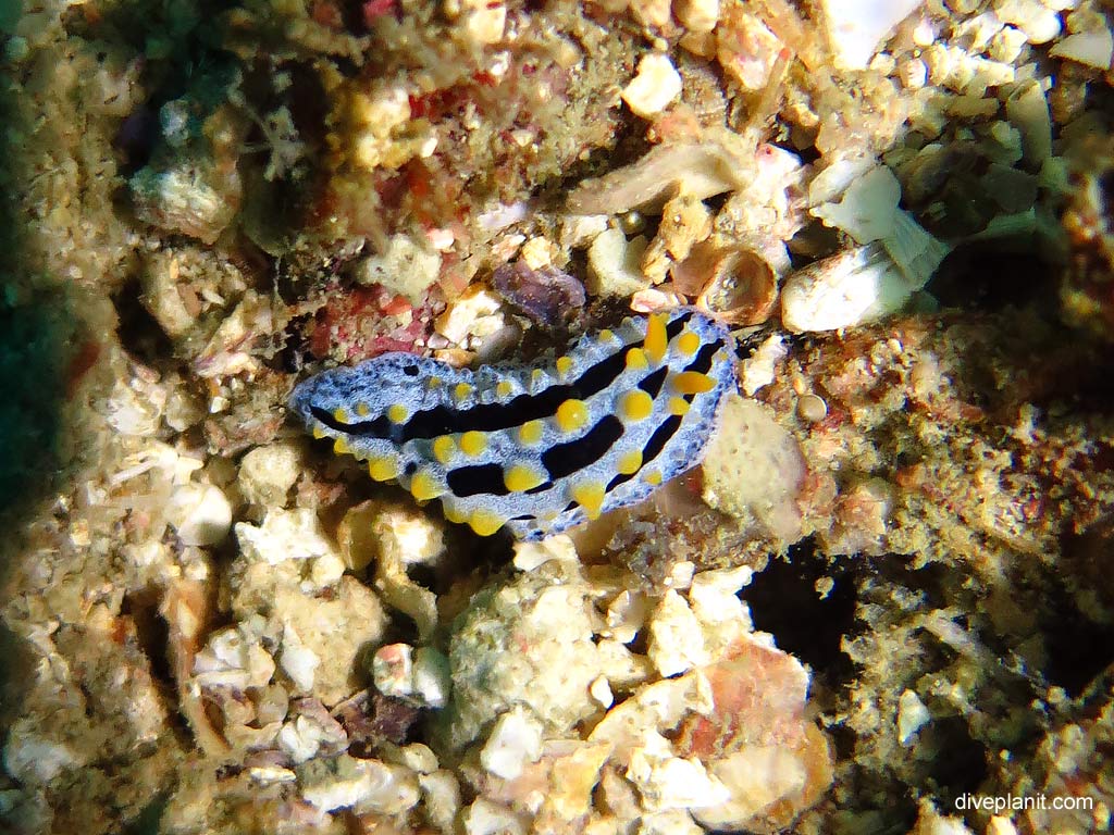 Dorid nudibranch Swollen Phyllidia at Maya Point diving with Zeavola Resort Diving. Scuba holiday travel planning for Ko Phi Phi Thailand - where, who and how