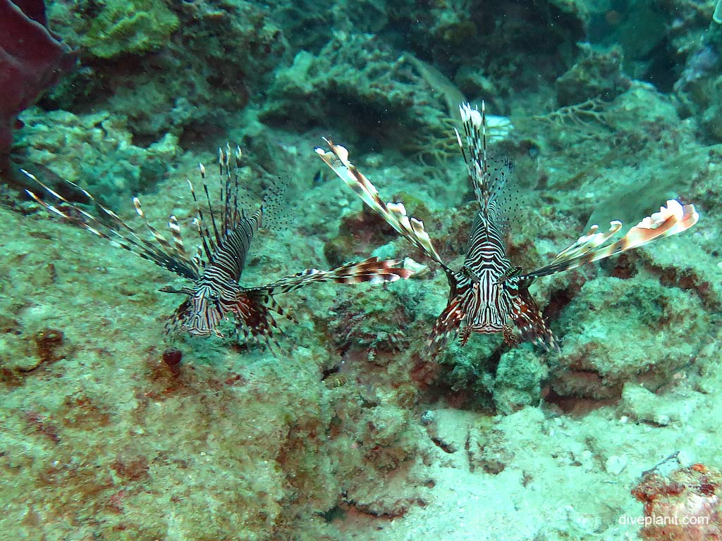 Two lionfish in formation at Maya Point diving with Zeavola Resort Diving. Scuba holiday travel planning for Ko Phi Phi Thailand - where, who and how