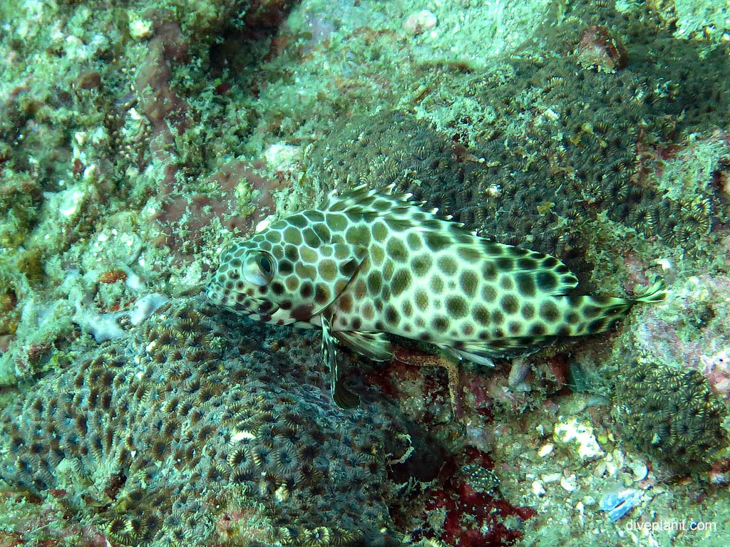 Honeycombe grouper at Maya Point diving with Zeavola Resort Diving. Scuba holiday travel planning for Ko Phi Phi Thailand - where, who and how