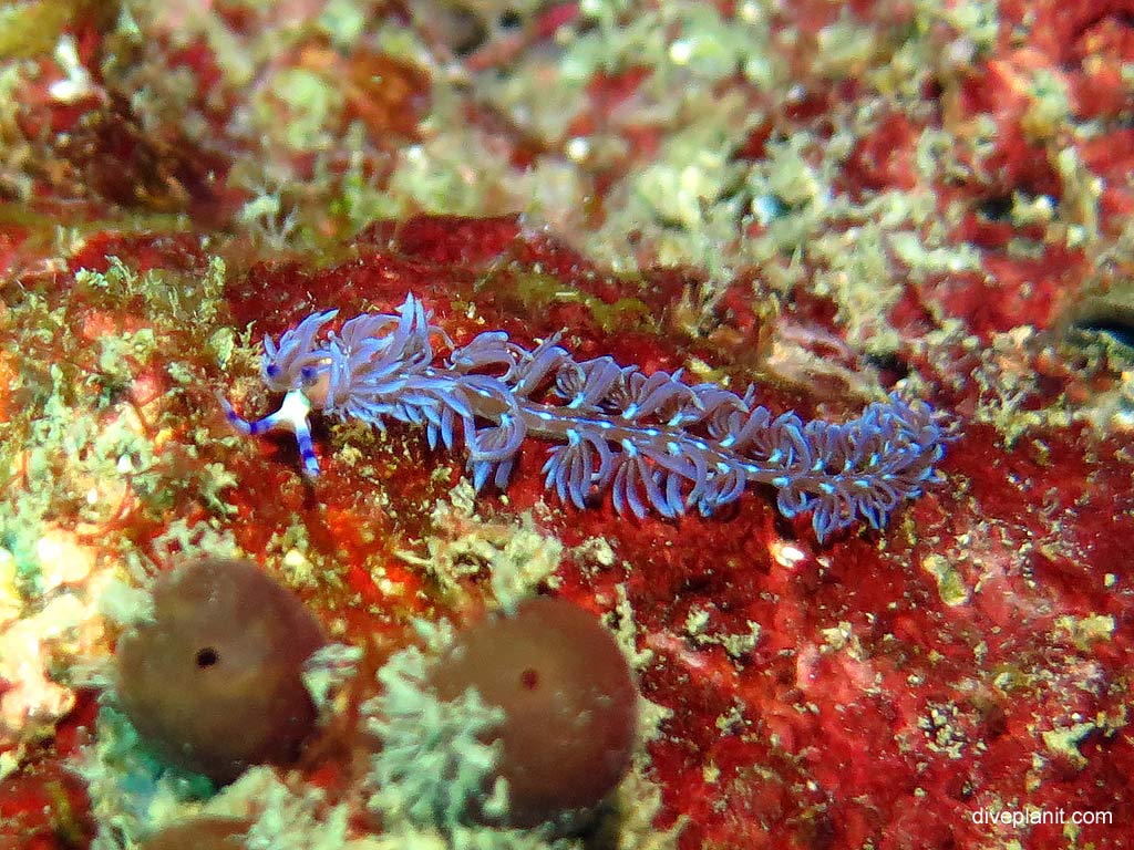 Aeolid nudibranch Facelinidae at Maya Point diving with Zeavola Resort Diving. Scuba holiday travel planning for Ko Phi Phi Thailand - where, who and how