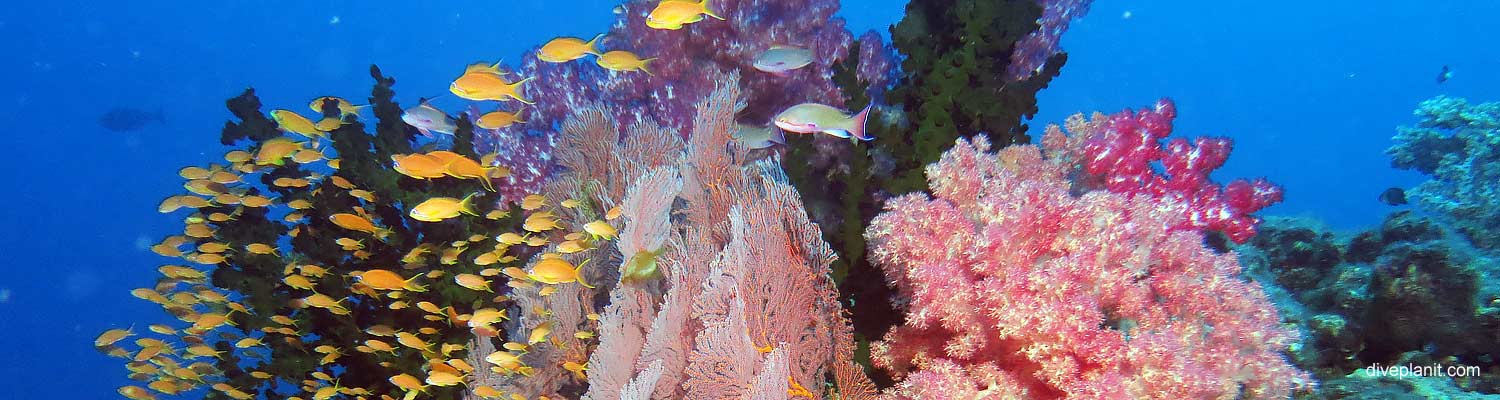 Orange anthias against a background of hard green branching coral at Instant Replay with Ra Divers Fiji. Best dive sites. Scuba holiday travel planning for Fiji Islands - where, who and how