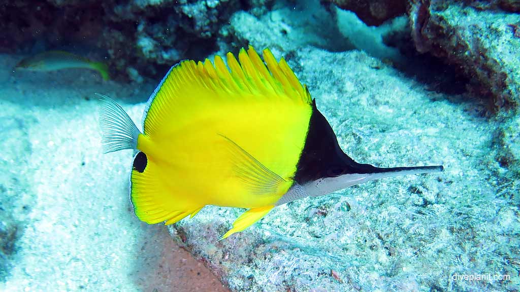Best dive site in Christmas Island is Flying Fish Cove Shorey with Big Long Nose Butterflyfish. Scuba holiday travel planning for CI - where, who and how