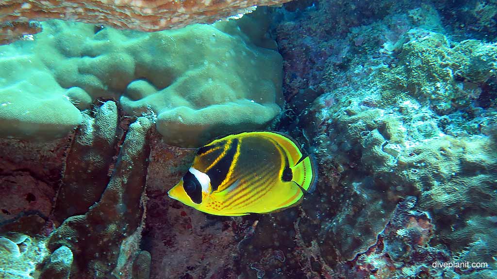 Best dive site in Christmas Island is Flying Fish Cove Shorey with Racoon Butterflyfish. Scuba holiday travel planning for CI - where, who and how