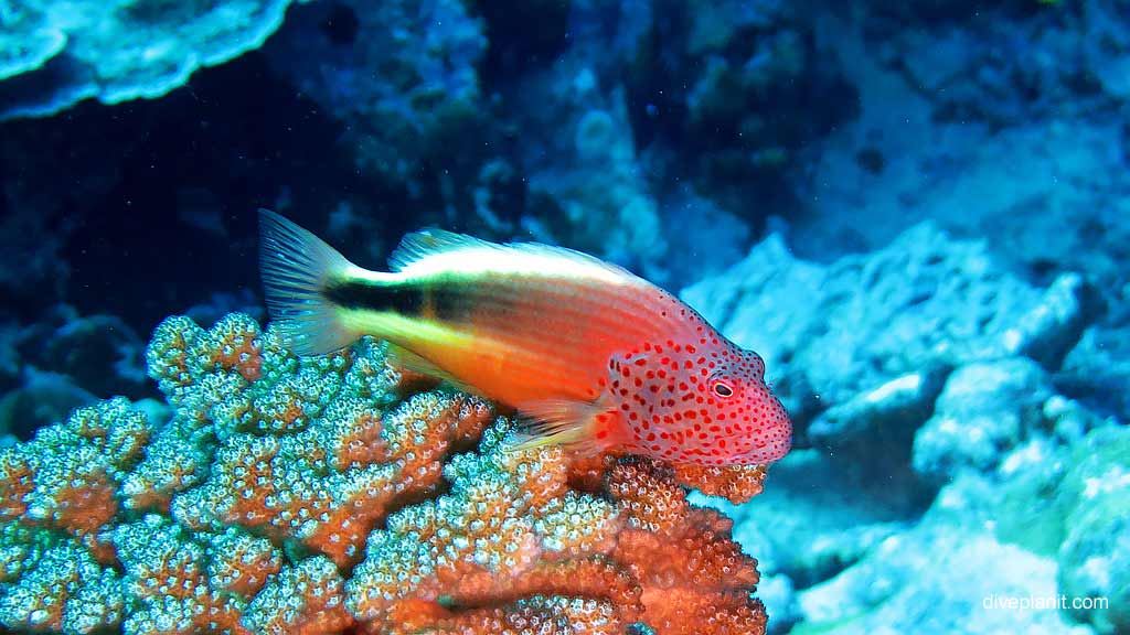 Best dive site in Christmas Island is Flying Fish Cove Shorey with Freckled Hawkfish. Scuba holiday travel planning for CI - where, who and how