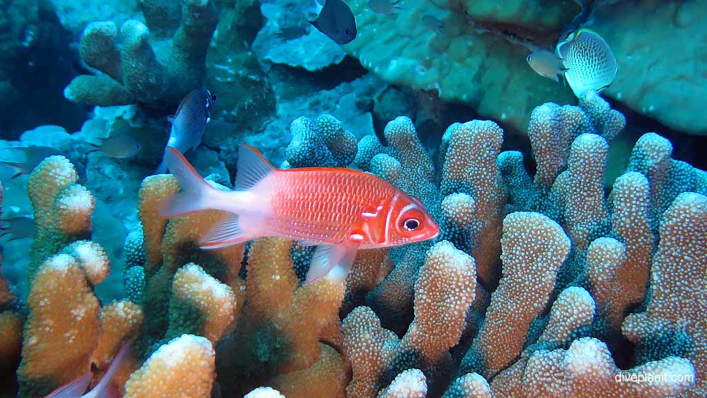 Best dive site in Christmas Island is Flying Fish Cove Shorey with Whitetail Squirrelfish. Scuba holiday travel planning for CI - where, who and how