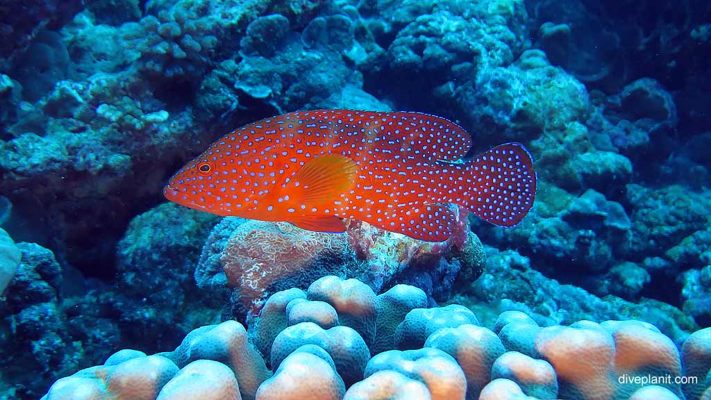 Best dive site in Christmas Island is Flying Fish Cove Shorey with Coral Rockcod. Scuba holiday travel planning for CI - where, who and how