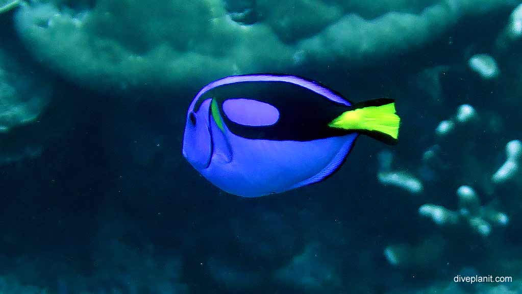 Best dive site in Christmas Island is Flying Fish Cove Shorey with Blue Tang. Scuba holiday travel planning for CI - where, who and how