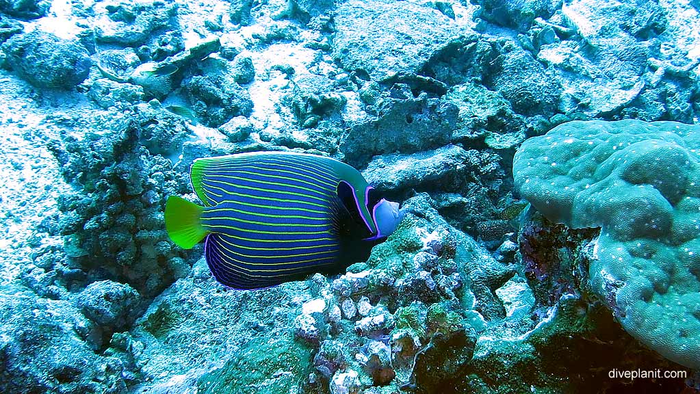 Very blue Emperor Angelfish diving The Morgue at Christmas Island in Australias Indian Ocean by Diveplanit