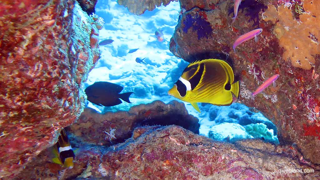 Racoon Butterflyfish diving The Morgue at Christmas Island in Australias Indian Ocean by Diveplanit