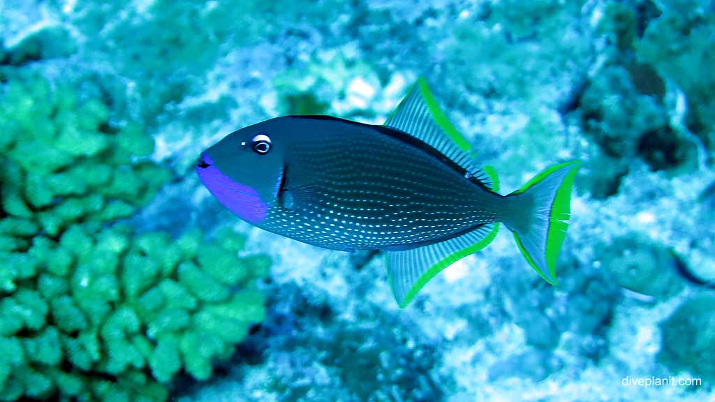 Gilded Trigger diving The Morgue at Christmas Island in Australias Indian Ocean by Diveplanit