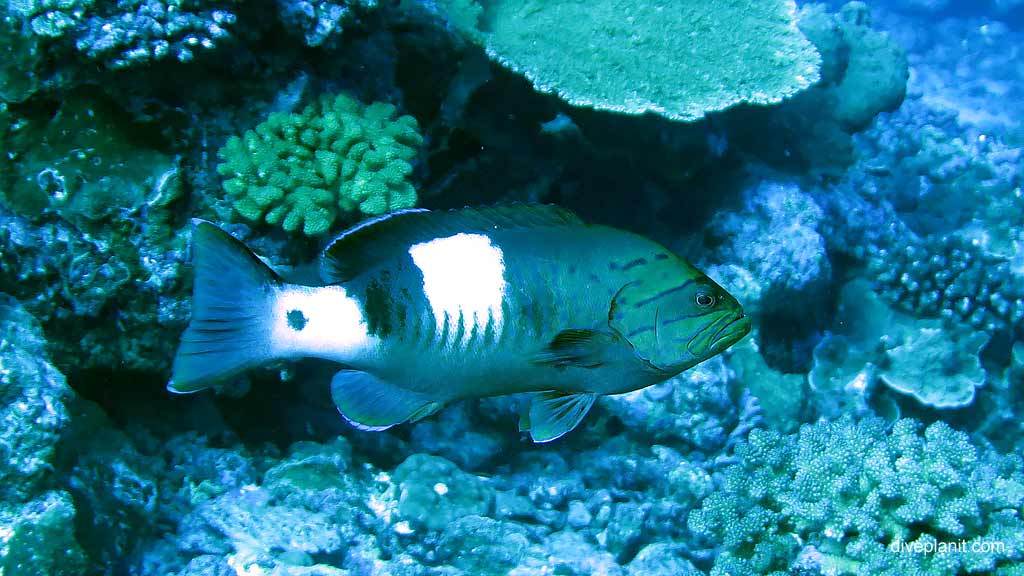 White Square Rockcod aka Thinspine Grouper diving The Morgue at Christmas Island in Australias Indian Ocean by Diveplanit