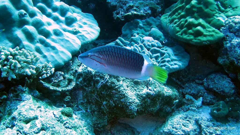 Ringtail Maori Wrasse diving The Morgue at Christmas Island in Australias Indian Ocean by Diveplanit