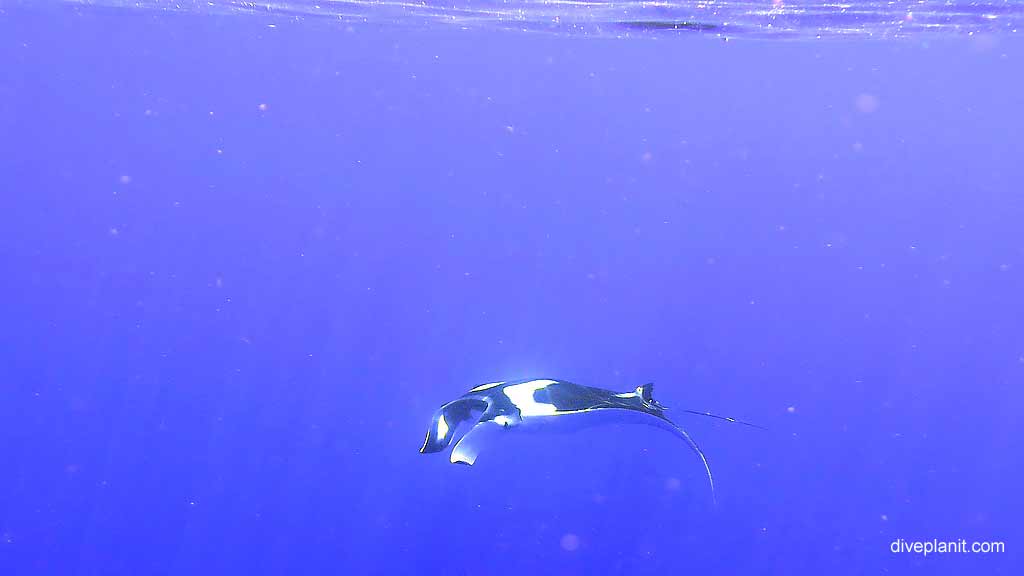 Passing Manta ray diving Million Dollar Bommie at Christmas Island in Australias Indian Ocean by Diveplanit