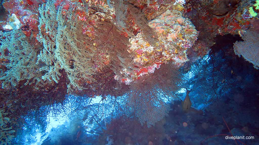 Sea Fans on the bottom diving Million Dollar Bommie at Christmas Island in Australias Indian Ocean by Diveplanit