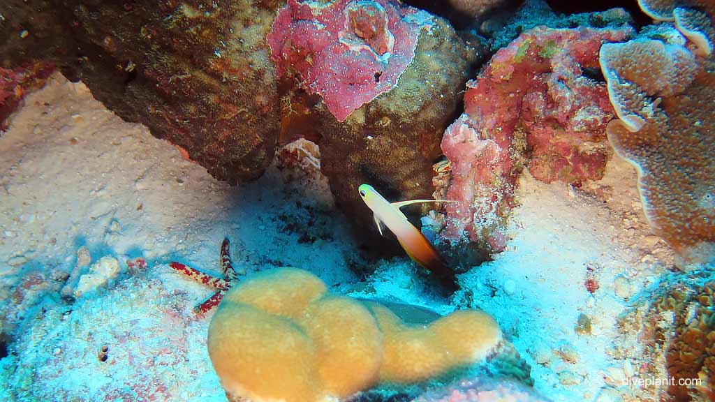 Red Fire Gobi diving Million Dollar Bommie at Christmas Island in Australias Indian Ocean by Diveplanit