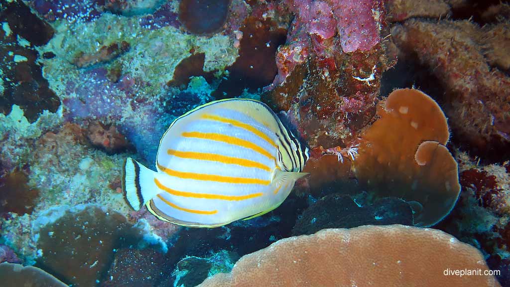 Meyers Butterflyfish diving Million Dollar Bommie at Christmas Island in Australias Indian Ocean by Diveplanit
