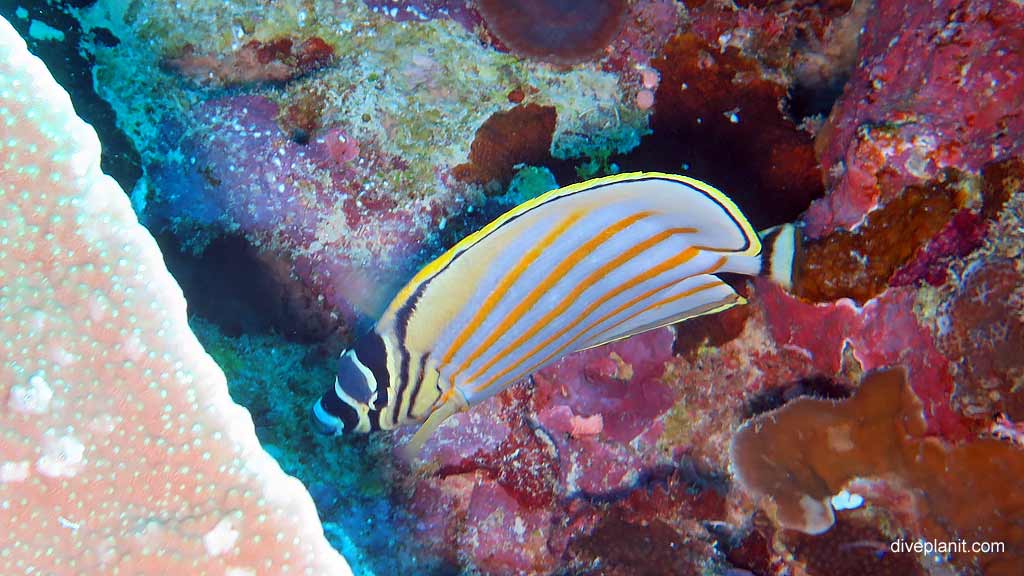 Meyers Butterflyfish diving Million Dollar Bommie at Christmas Island in Australias Indian Ocean by Diveplanit