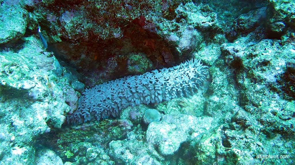 The exciting Sea Cucumber diving Million Dollar Bommie at Christmas Island in Australias Indian Ocean by Diveplanit