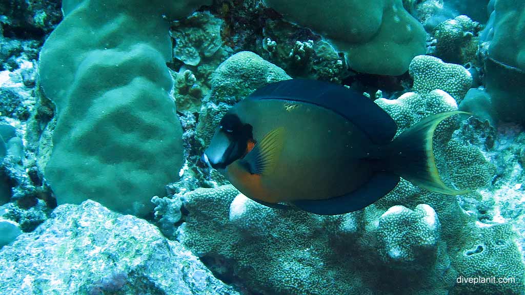 Mimic Surgeonfish diving Million Dollar Bommie at Christmas Island in Australias Indian Ocean by Diveplanit