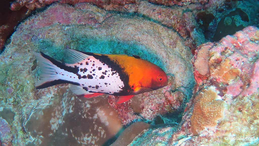 Lyretail Hogfish diving Million Dollar Bommie at Christmas Island in Australias Indian Ocean by Diveplanit
