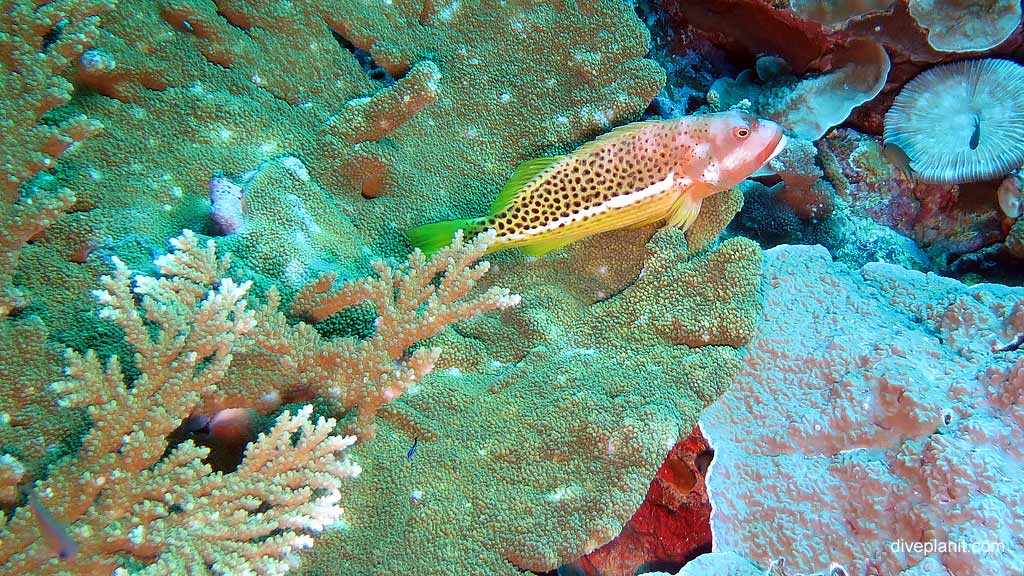 Spotted Hawkfish diving Rhoda Wall at Christmas Island in Australias Indian Ocean by Diveplanit