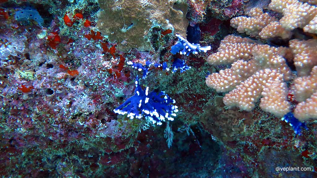 Best dive site in Christmas Island is Rhoda Wall with Blue Hydrocorals. Scuba holiday travel planning for CI - where, who and how
