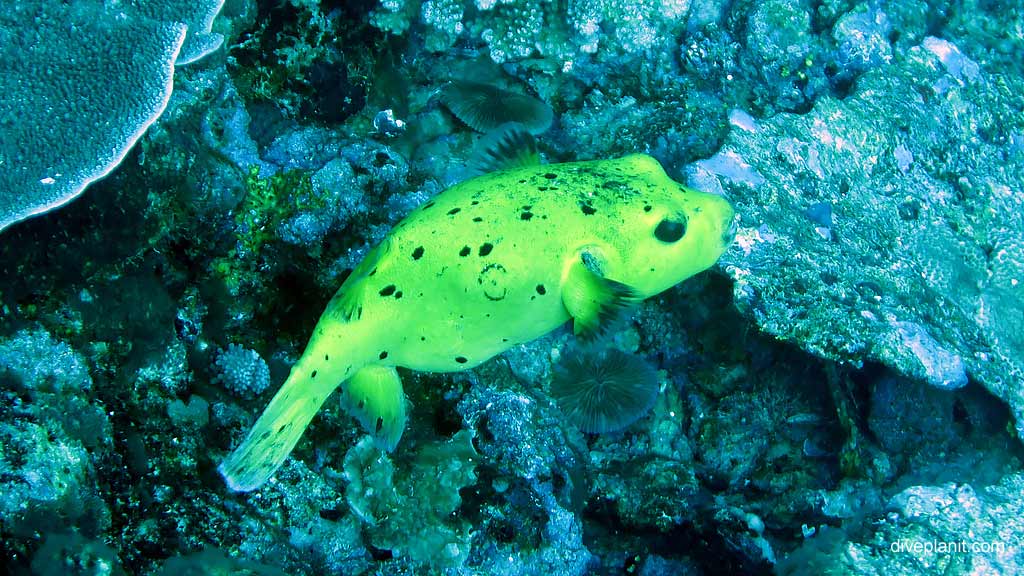 Black Spotted Puffer in Yellow diving Lost Lake East at Christmas Island in Australias Indian Ocean by Diveplanit