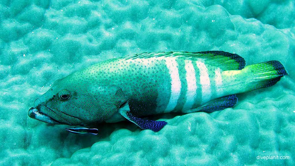 Peacock Rockcod clearly not happy diving Lost Lake East at Christmas Island in Australias Indian Ocean by Diveplanit