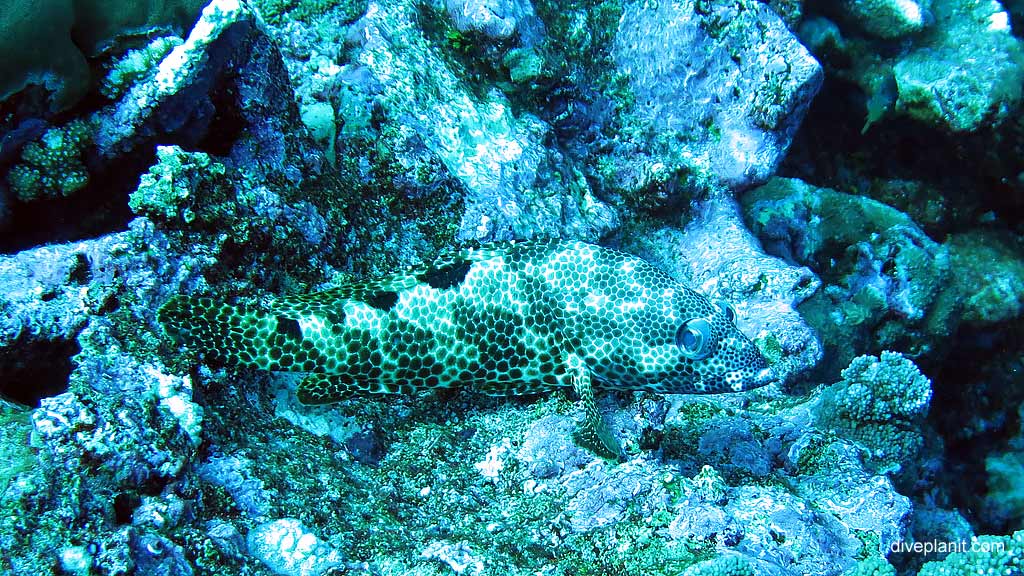 Camouflaged Honeycomb Rockcod diving Lost Lake East at Christmas Island in Australias Indian Ocean by Diveplanit