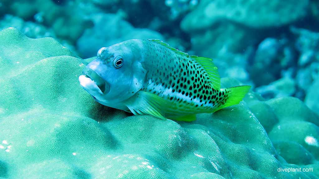 Stalking Hawkfish diving Thundercliff Cave at Christmas Island in Australias Indian Ocean by Diveplanit