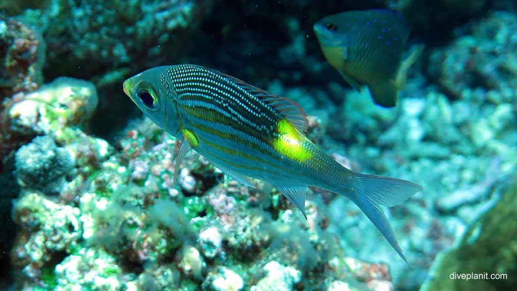 Goldspot Seabream diving Thundercliff Cave at Christmas Island in Australias Indian Ocean by Diveplanit
