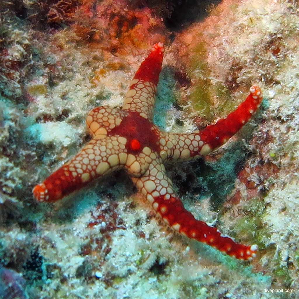 The many different seastars and critters you’ll see at ReefWorld Hardy Reef in the Whitsundays on the Great Barrier Reef snorkelling or diving