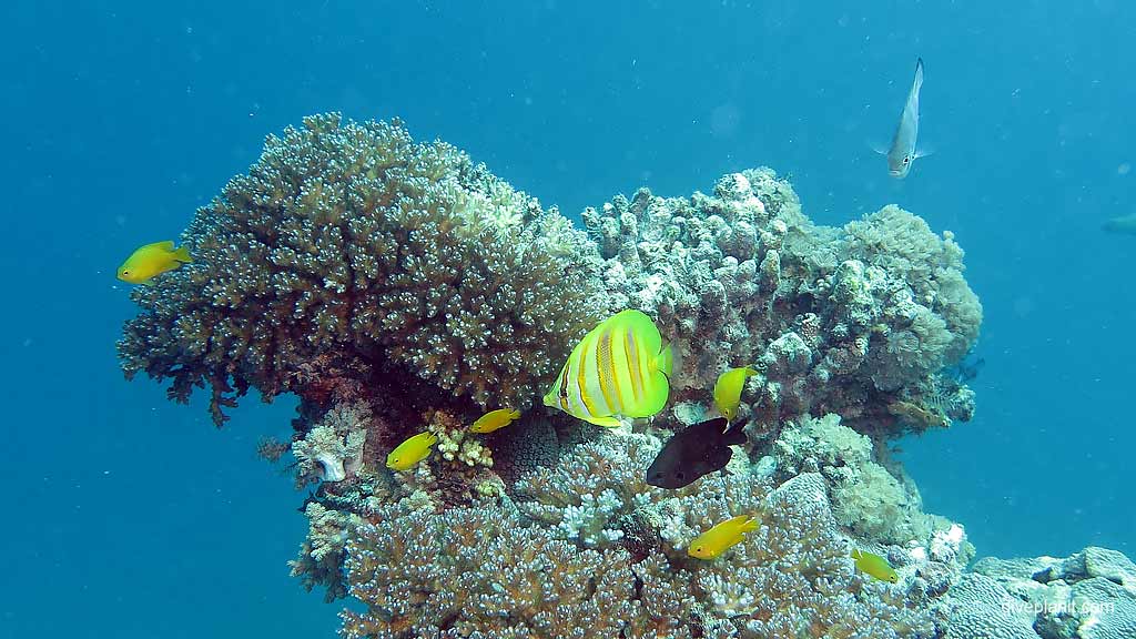 2258-Goldbarred-coralfish-with-coral-at-Hardy-Reef-diving-Whitsundays-DPI-2258