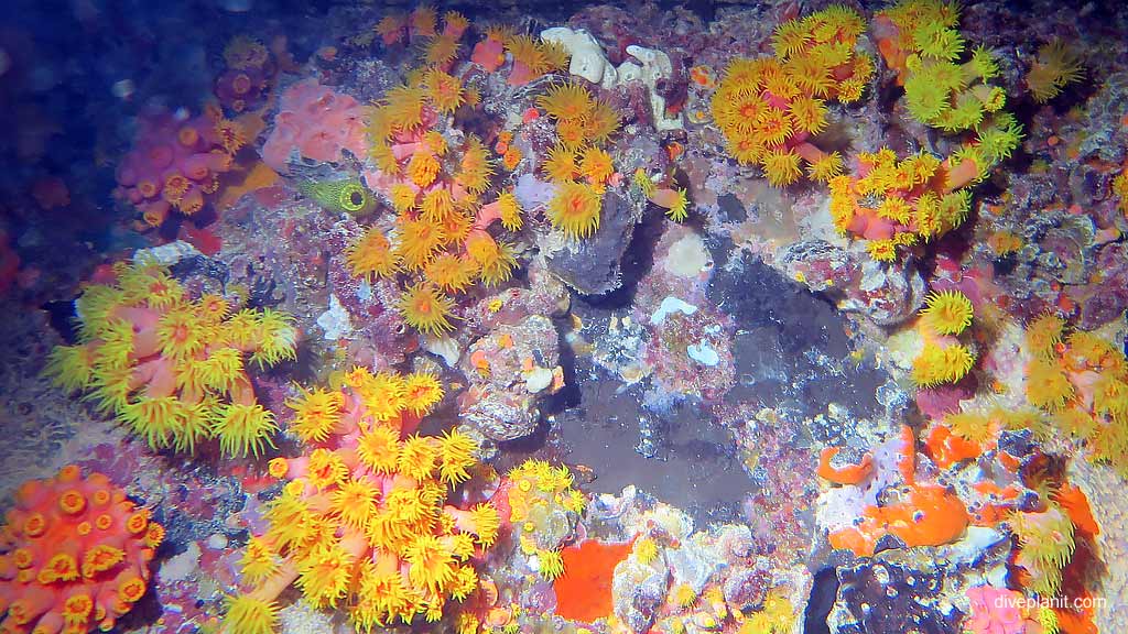 The many different corals you’ll see at Hardy Reef Whitsundays on the Great Barrier Reef snorkelling or diving from Cruise Whitsundays ReefWorld platform