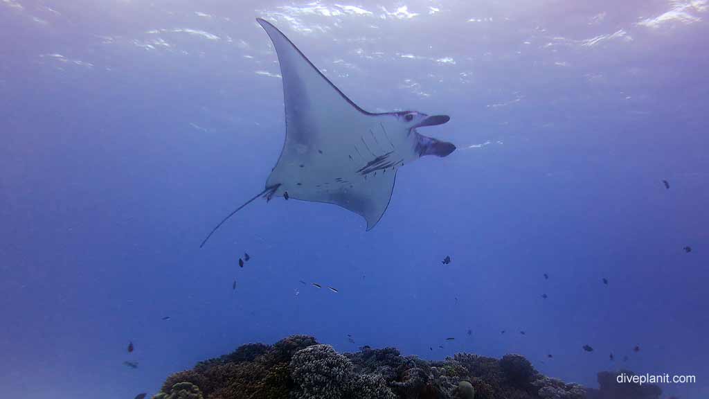 Best dive spot in Cocos Keeling Islands is Manta Service Station. Scuba diving holiday travel planning for Cocos Keeling Islands - where, who and how