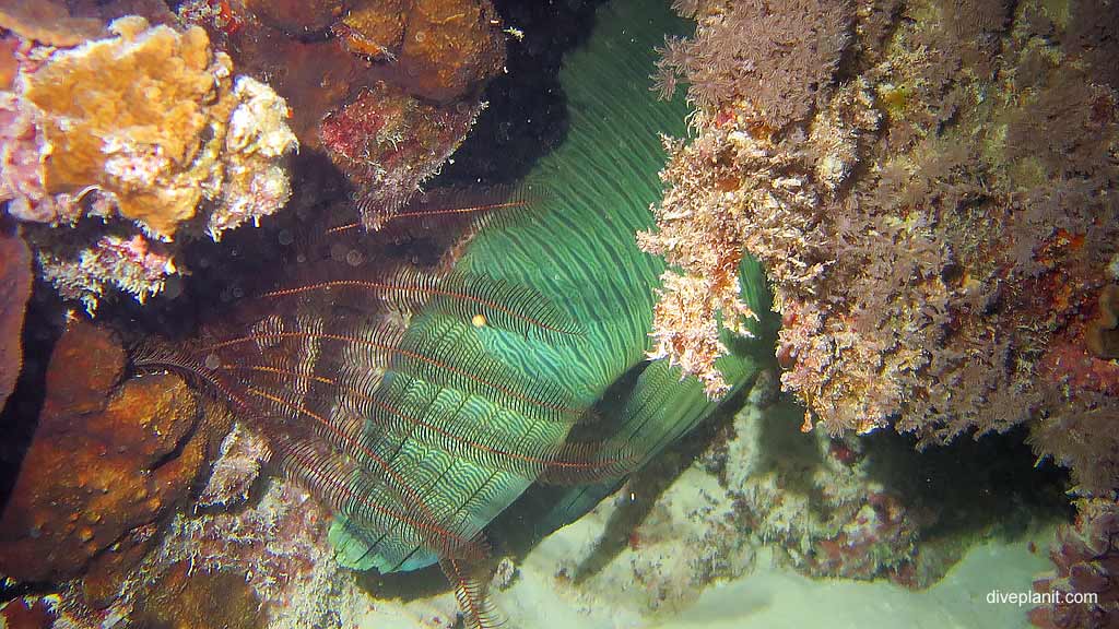 Sleeping wrasse at Hardy Reef diving Whitsundays 