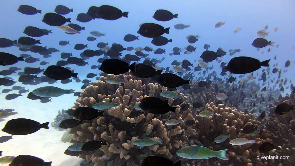 Best dive spot in Cocos Keeling Islands is Manta Service Station. Scuba diving holiday travel planning for Cocos Keeling Islands - where, who and how