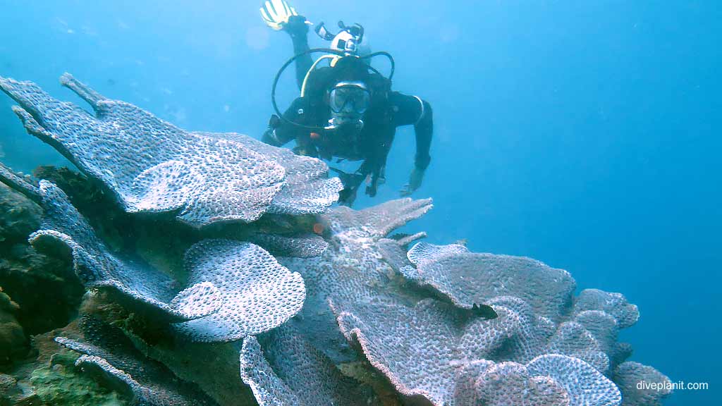 Best dive sites in Whitsundays is Hardy Reef. Scuba holiday travel planning for Whitsundays - where, who and how