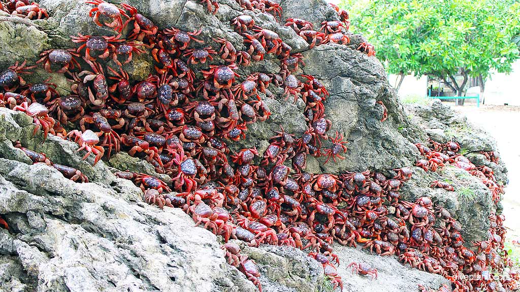 Red Crab Migration waiting for the right time diving Christmas Island in Australias Indian Ocean by Diveplanit