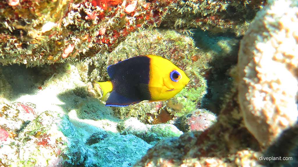 2599-VIF-The-Cocos-Pygmy-Angelfish-at-Cannons-diving-Cocos-Keeling-Islands-DPI-2599