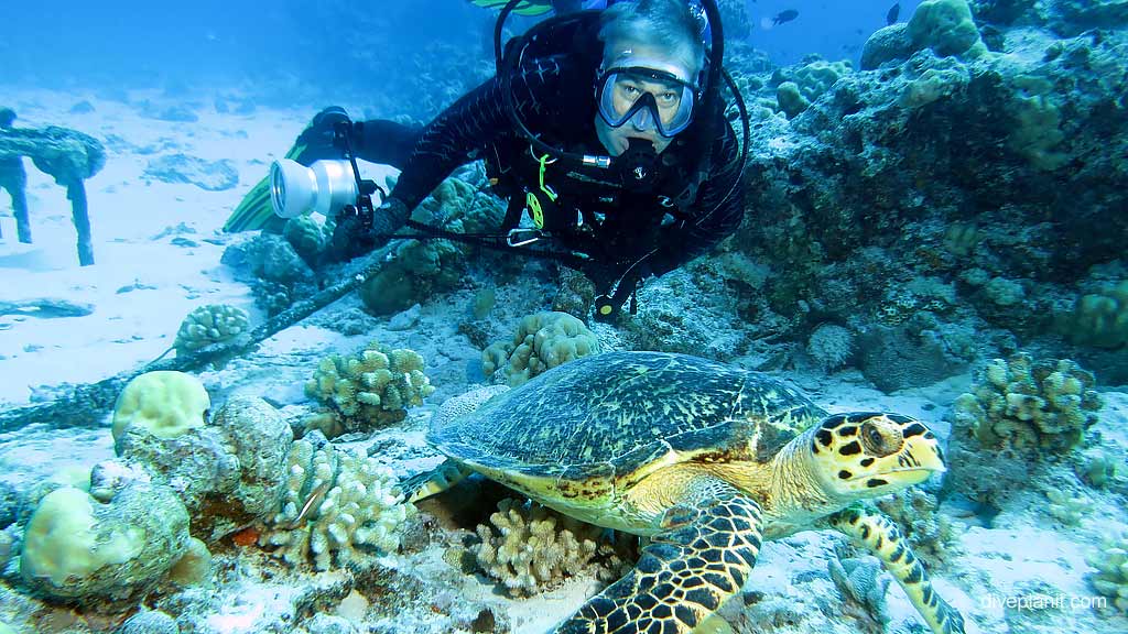 In the Indian Ocean a 2 hour flight from Perth the coral fringed Cocos Keeling Islands dotted around a turquoise lagoon make for fantastic diving conditions