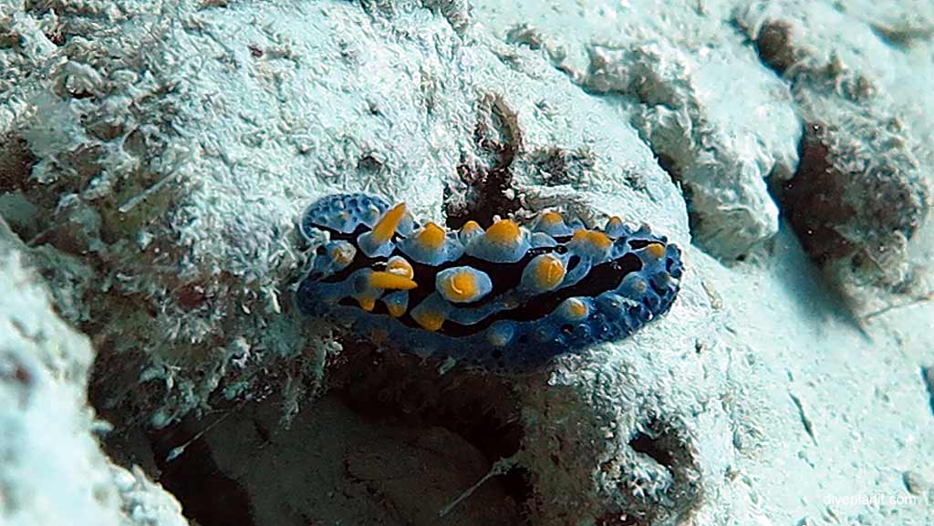 The many different nudibranchs seen at Hardy Reef Whitsundays on the Great Barrier Reef snorkelling or diving from Cruise Whitsundays ReefWorld platform