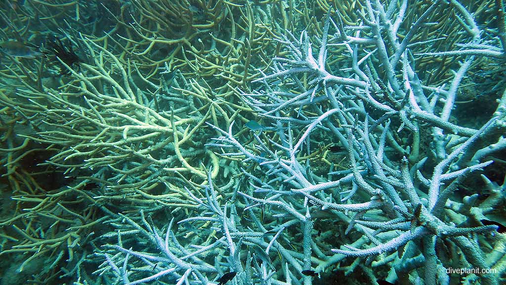 The many different corals you’ll see at Hardy Reef Whitsundays on the Great Barrier Reef snorkelling or diving from Cruise Whitsundays ReefWorld platform